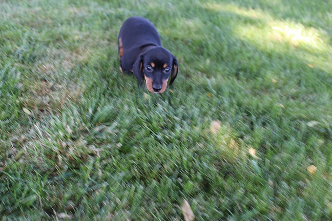 IMG_6091 GEMMA PUPPIES 6-14-2026 Smooth Male #1 SOLD