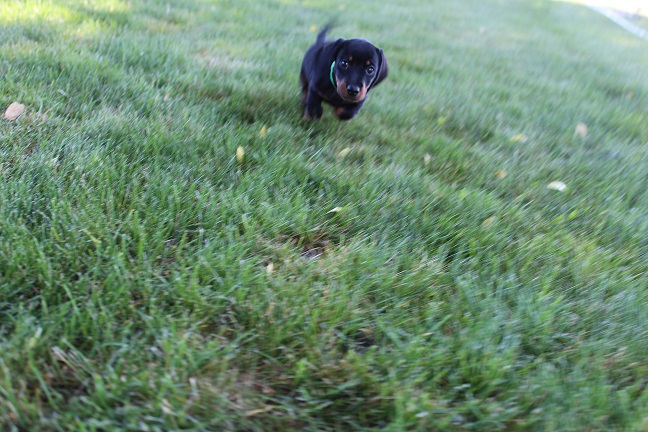 IMG_6103 GEMMA PUPPIES 6-14-2026 Smooth Male #2 SOLD