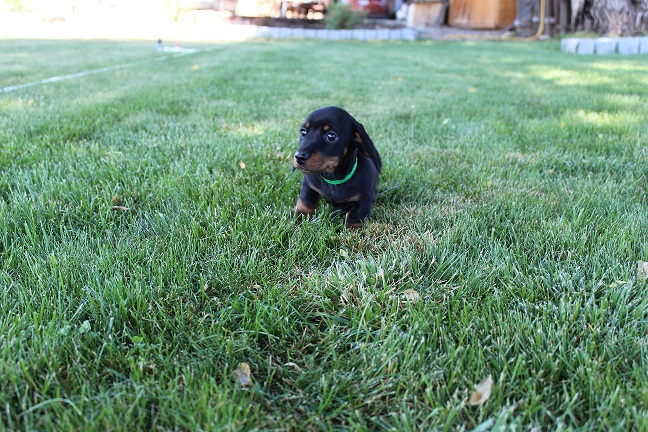 IMG_6109 GEMMA PUPPIES 6-14-2026 Smooth Male #2 SOLD