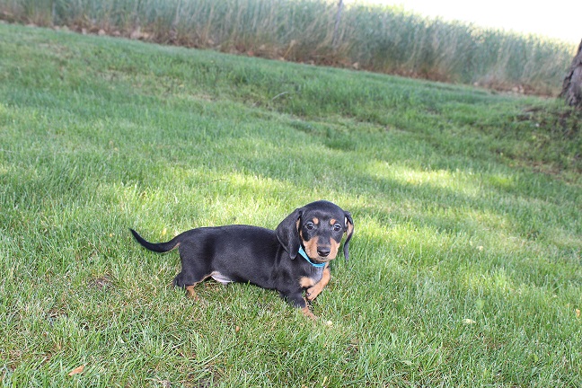 IMG_6135 REMI PUPPIES 6-14-2026 Smooth Male #1 SOLD