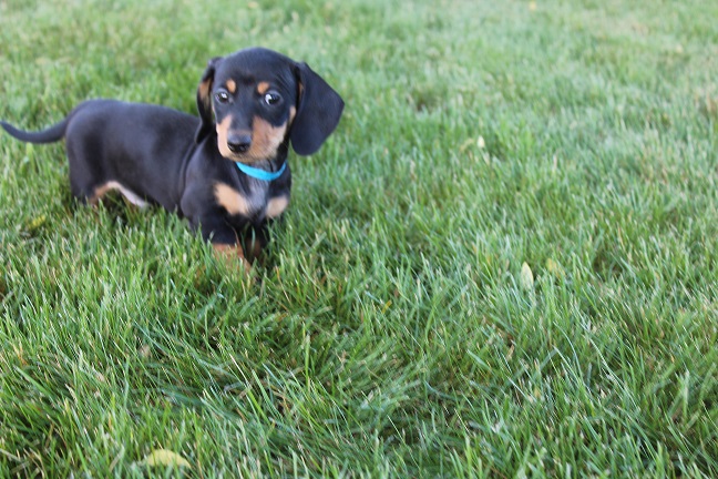 IMG_6143 REMI PUPPIES 6-14-2026 Smooth Male #1 SOLD