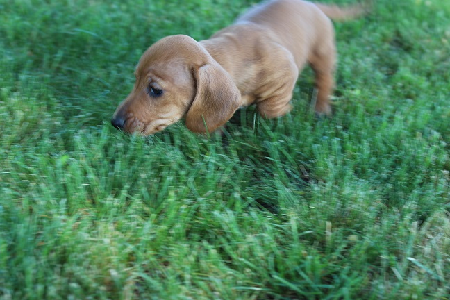 IMG_6146 REMI PUPPIES 6-14-2026 Smooth Male #2 SOLD