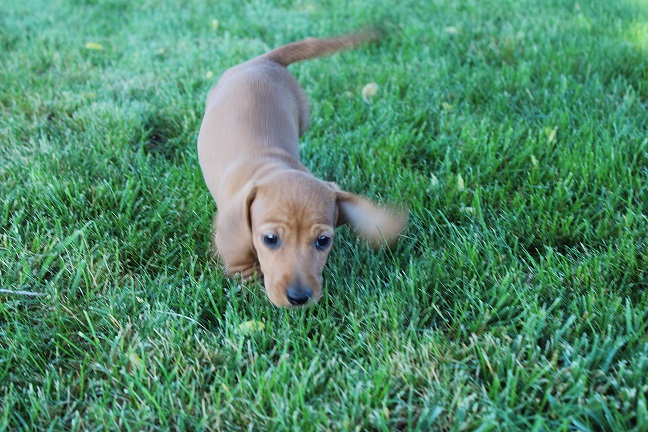 IMG_6156 REMI PUPPIES 6-14-2026 Smooth Male #2 SOLD