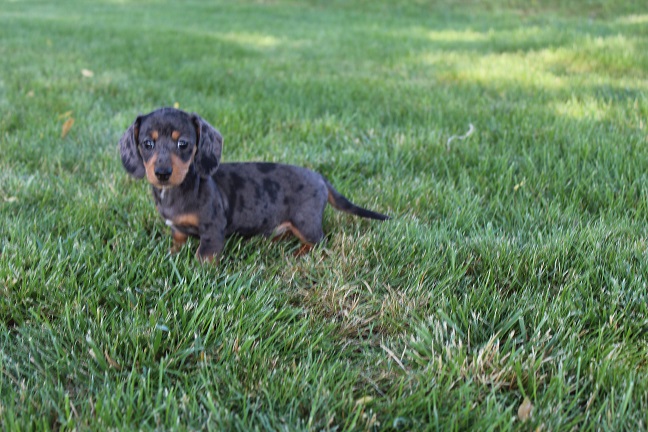 IMG_6257 REMI PUPPIES 6-14-2026 Smooth Female #2 SOLD