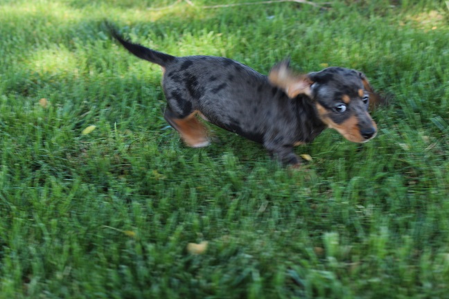 IMG_6281 REMI PUPPIES 6-14-2026 Smooth Female #2 SOLD
