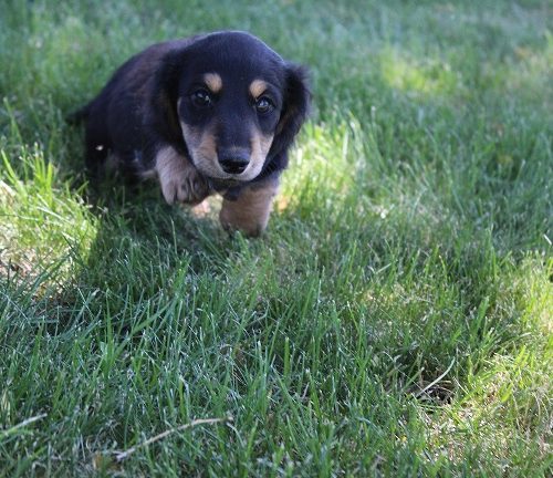 Male-SOLD