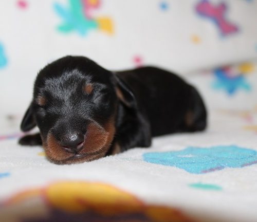 Male #1