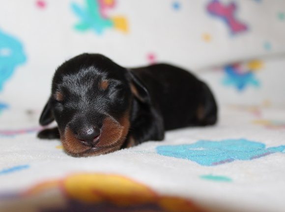 Male #1