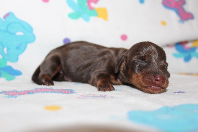 029 RAVEN PUPPIES 7-8-2026 Male #2