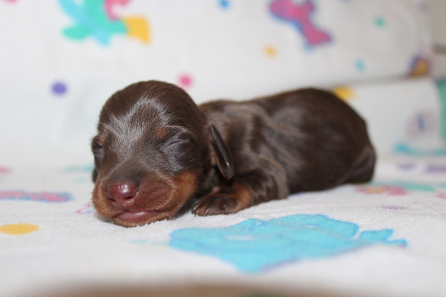 032 RAVEN PUPPIES 7-8-2026 Male #2