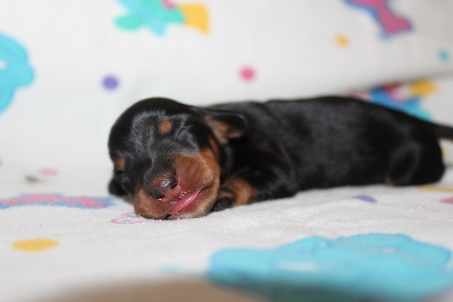 037 RAVEN PUPPIES 7-8-2026 Female #1
