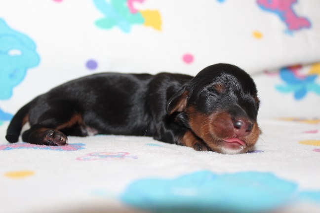 039 RAVEN PUPPIES 7-8-2026 Female #2