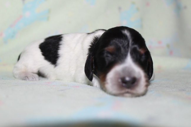 047 HILDA PUPPIES 7-8-2026 Long-haired Male #1 Available