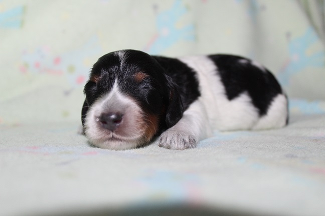 048 HILDA PUPPIES 7-8-2026 Long-haired Male #1 Available