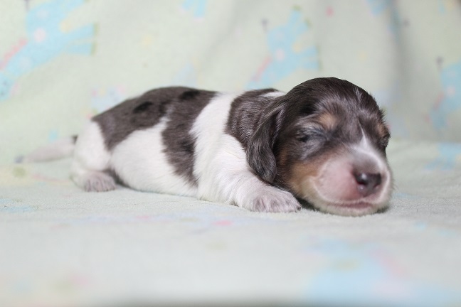 051 HILDA PUPPIES 7-8-2026 Long-haired Male #2 SOLD