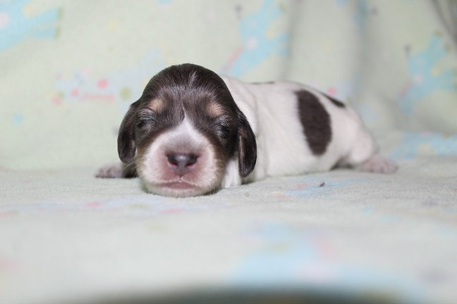052 HILDA PUPPIES 7-8-2026 Long-haired Male #2 SOLD