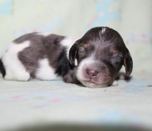 Long-haired Male #4 Pending Deposit