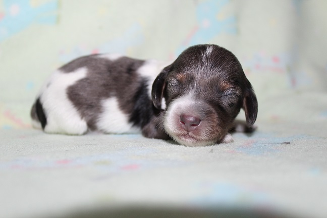 Long-haired Male #4 Available