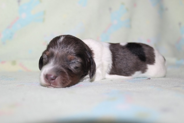 Long-haired Male #4 Available