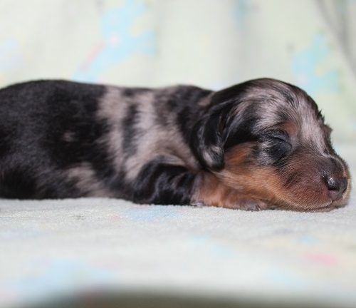 Long-haired Female SOLD
