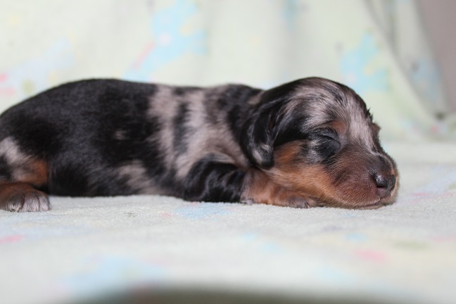 071 HILDA PUPPIES 7-8-2026 Long-haired Female SOLD
