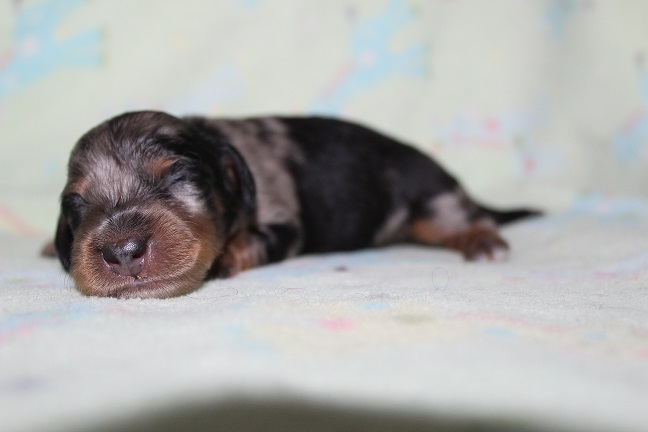 075 HILDA PUPPIES 7-8-2026 Long-haired Female SOLD