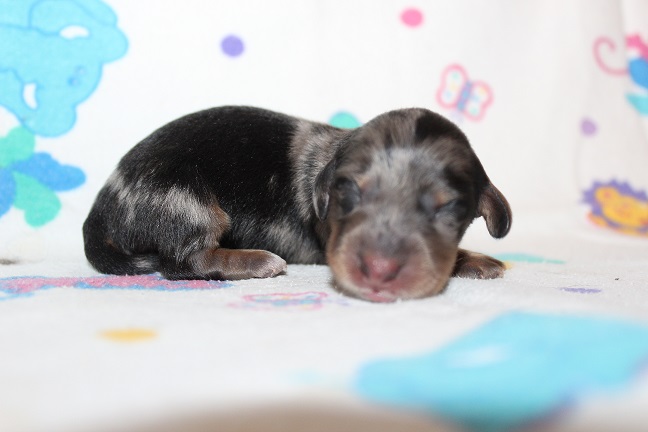 IMG_6599 HILDA PUPPIES 7-1-2026 Long-haired Female SOLD