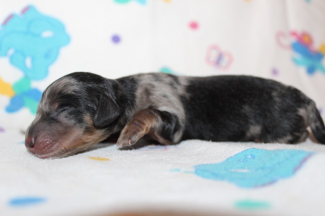 IMG_6602 HILDA PUPPIES 7-1-2026 Long-haired Female SOLD