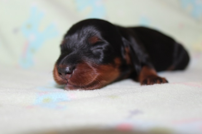 IMG_6798 RAVEN PUPPIES 7-15-2026 Long hair Female #2 SOLD
