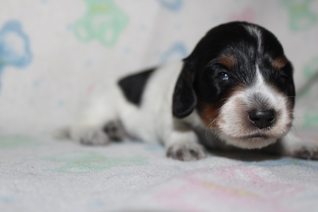 IMG_6812 HILDA PUPPIES 7-15-2026 Long-haired Male #1 Available
