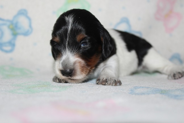 IMG_6817 HILDA PUPPIES 7-15-2026 Long-haired Male #1 Available