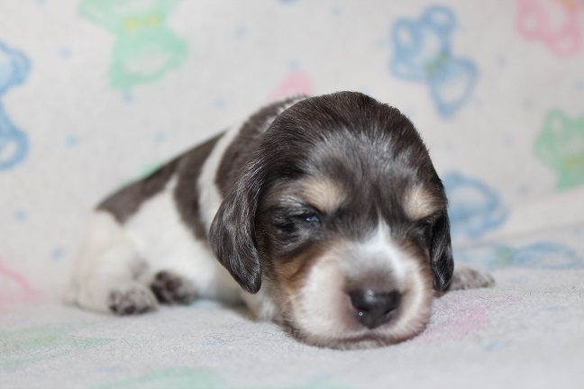IMG_6825 HILDA PUPPIES 7-15-2026 Long-haired Male #2 SOLD