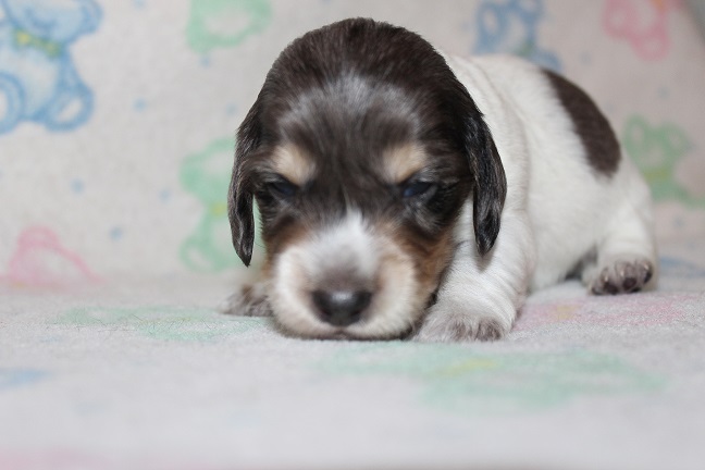 IMG_6828 HILDA PUPPIES 7-15-2026 Long-haired Male #2 SOLD