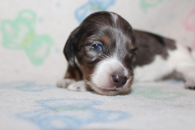 Long-haired Male #4 Available