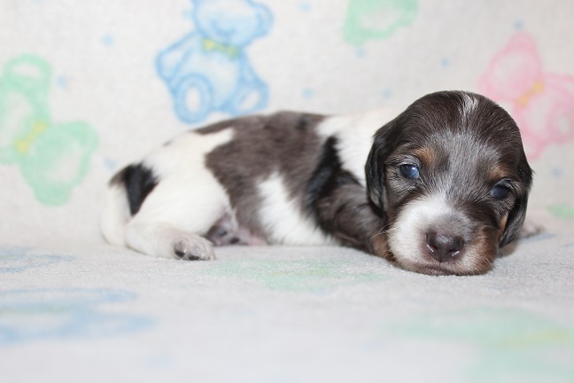 Long-haired Male #4 Available