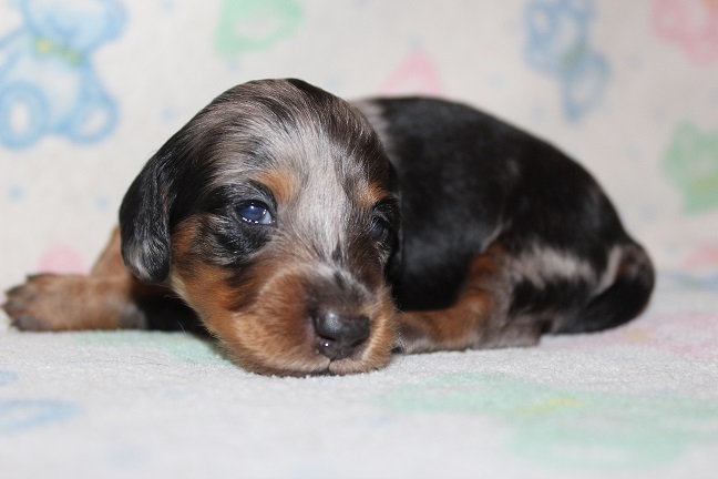IMG_6856 HILDA PUPPIES 7-15-2026 Long-haired Female SOLD