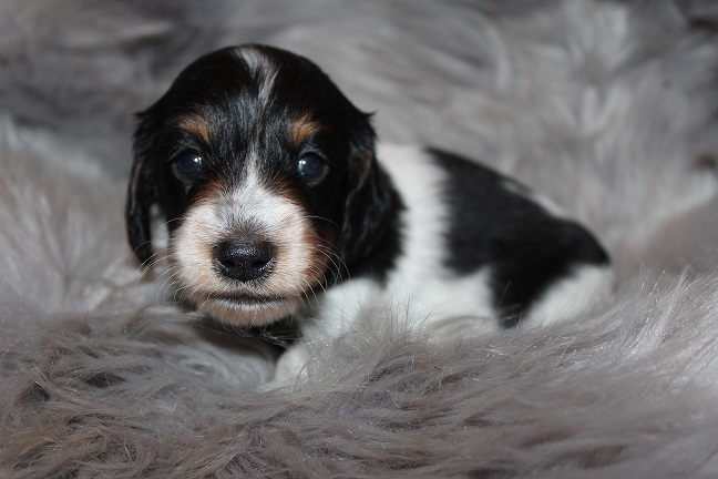 Long-haired Male #1 SOLD