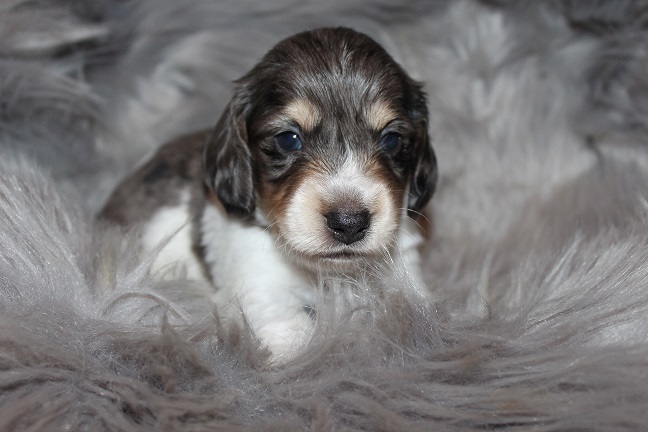 Long-haired Male #2 SOLD