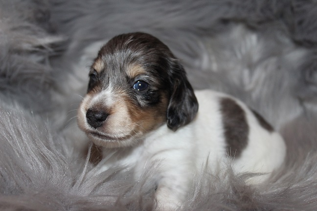 Long-haired Male #2 SOLD
