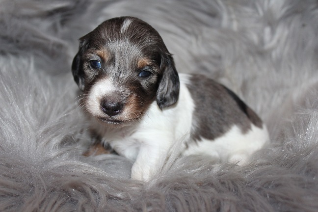 Long-haired Male #4 SOLD