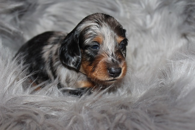 IMG_6938 HILDA PUPPIES 7-22-2026 Long-haired Female SOLD