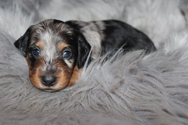 IMG_6945 HILDA PUPPIES 7-22-2026 Long-haired Female SOLD