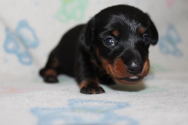 Smooth Male #1 SOLD