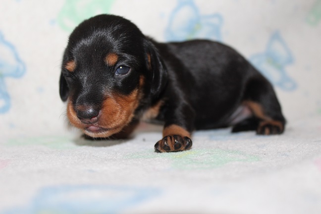IMG_6975 RAVEN PUPPIES 7-22-2026 Smooth Female #1 SOLD