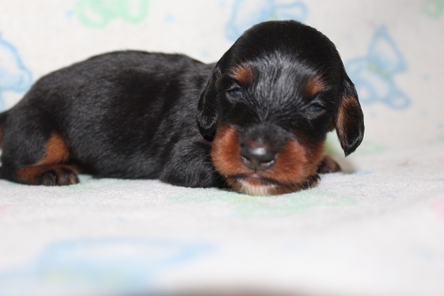 IMG_6977 RAVEN PUPPIES 7-22-2026 Long hair Female #2 SOLD