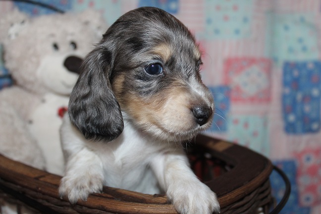 Long-haired Male #2 SOLD
