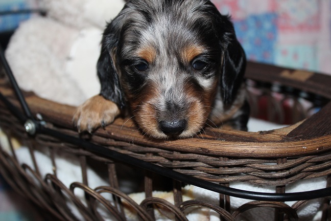 IMG_7111 HILDA PUPPIES 7-29-2026 Long-haired Female SOLD