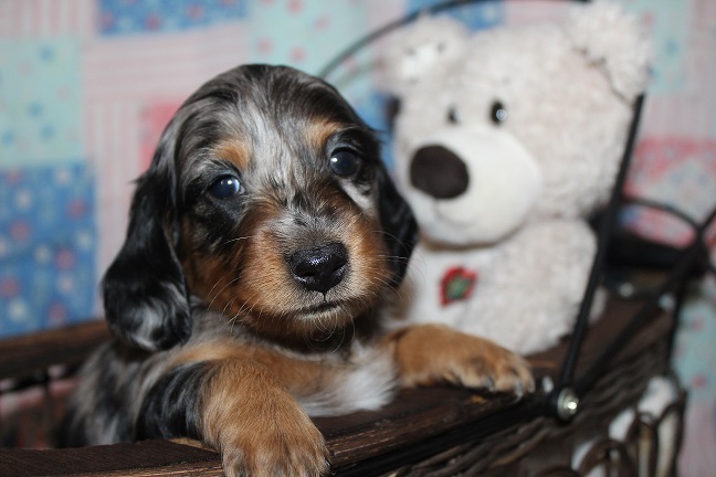 IMG_7117 HILDA PUPPIES 7-29-2026 Long-haired Female SOLD