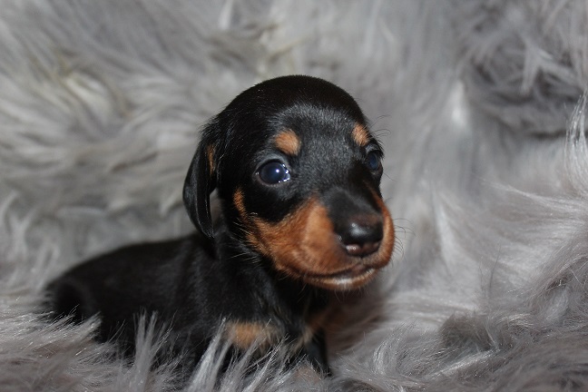 IMG_7162 RAVEN PUPPIES 7-29-2026 Smooth Female #1 SOLD