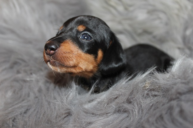 IMG_7172 RAVEN PUPPIES 7-29-2026 Smooth Female #1 SOLD
